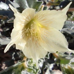 Mentzelia involucrata