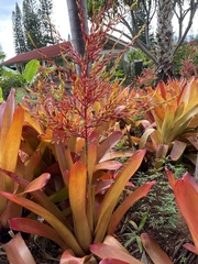 Aechmea blanchetiana