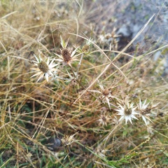 Eryngium heterophyllum