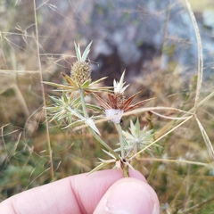 Eryngium heterophyllum