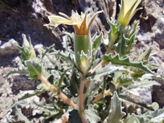 Mentzelia involucrata