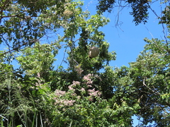 Agelaia