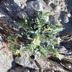 Mentzelia involucrata