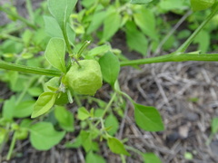 Physalis solanacea