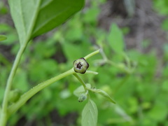 Physalis solanacea