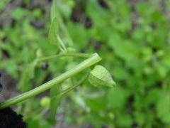 Physalis solanacea