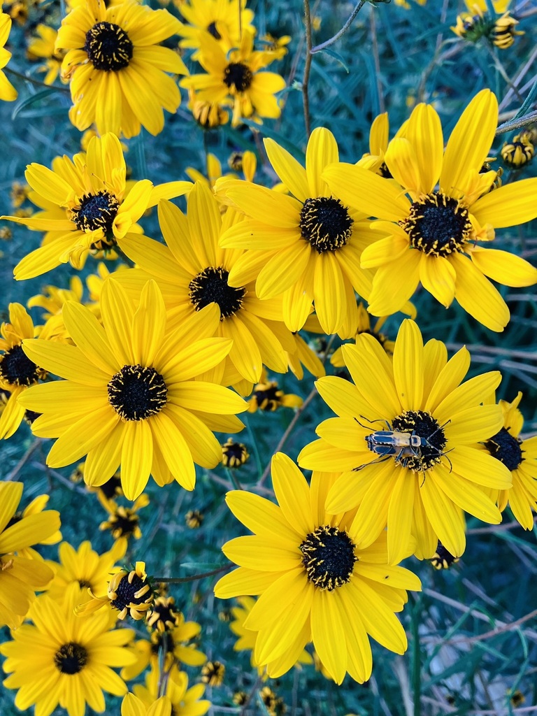 narrowleaf sunflower from Vinton, VA 24179, USA on September 24, 2022