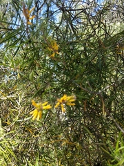 Persoonia linearis