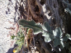 Mentzelia involucrata