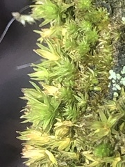 Homalothecium nuttallii