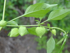 Physalis solanacea