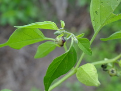 Physalis solanacea