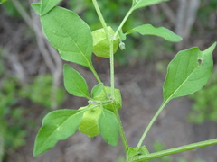 Physalis solanacea