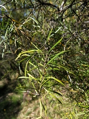 Persoonia linearis