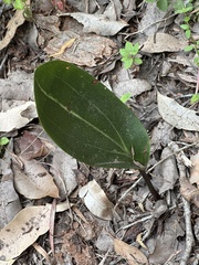 Cryptostylis ovata