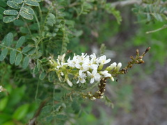 Eysenhardtia texana