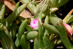 Carpobrotus rossii