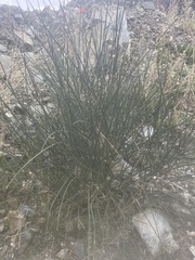 Schoenoplectus acutus