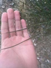 Schoenoplectus acutus