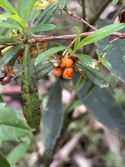Hibbertia cuneiformis