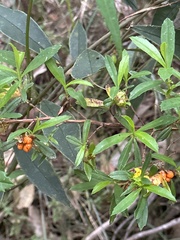 Hibbertia cuneiformis