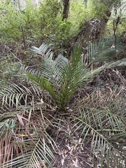 Macrozamia riedlei