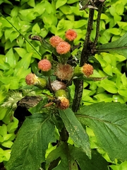 Crassocephalum crepidioides
