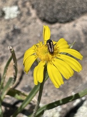 Acmaeodera