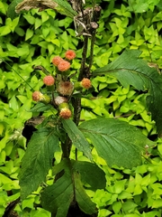 Crassocephalum crepidioides