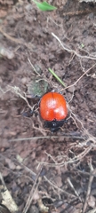 Doryphorina