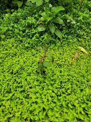 Crassocephalum crepidioides