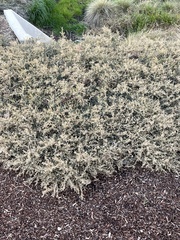 Atriplex lentiformis