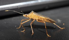 Leptoscelis elongator