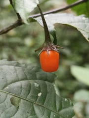 Lycianthes stephanocalyx