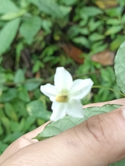 Lycianthes stephanocalyx