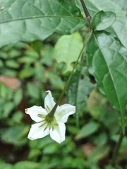 Lycianthes stephanocalyx