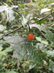 Lycianthes stephanocalyx