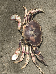 Ovalipes trimaculatus