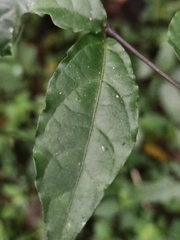 Lycianthes stephanocalyx