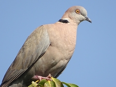 Streptopelia decipiens