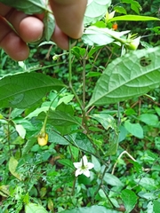 Lycianthes stephanocalyx