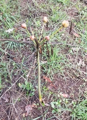 Amaryllis belladonna