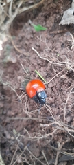 Doryphorina