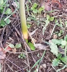 Amaryllis belladonna