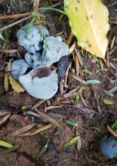 Clavogaster virescens