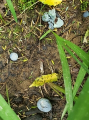 Clavogaster virescens