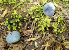 Clavogaster virescens