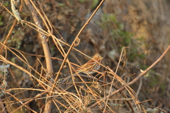 Passerella iliaca iliaca