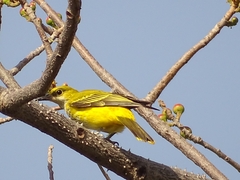 Oriolus auratus