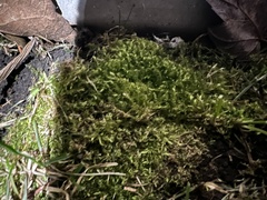 Funaria hygrometrica